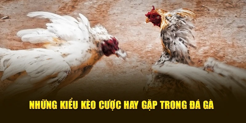 Cách canh kèo đá gà online 11bet chuẩn chỉnh nhất