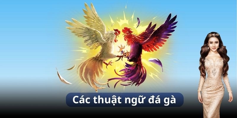 Vì sao anh em cần nắm bắt các thuật ngữ đá gà