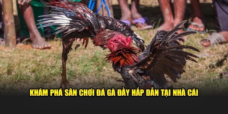 Tổng hợp các thuật ngữ đá gà cần biết